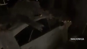 उत्तर–पश्चिम पाकिस्तानमा वैवाहिक समारोहमा आत्मघाती विष्फोट, ५ जनाको मृत्यु