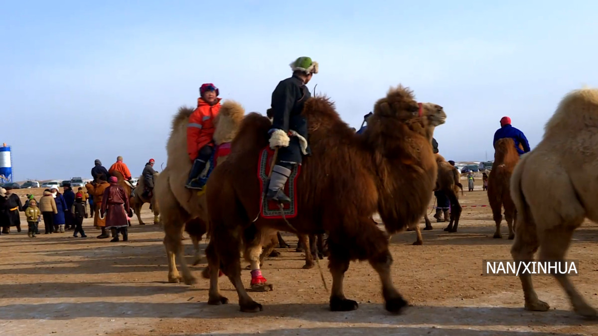 मङ्गोलियामा ऊँट महोत्सवको आयोजनाः पर्यटन र संस्कृतिको संरक्षणमा जोड