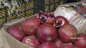 अफगानिस्तानले फलफूल निर्यातबाट १४ करोड २० लाख अमेरिकी डलर कमायो