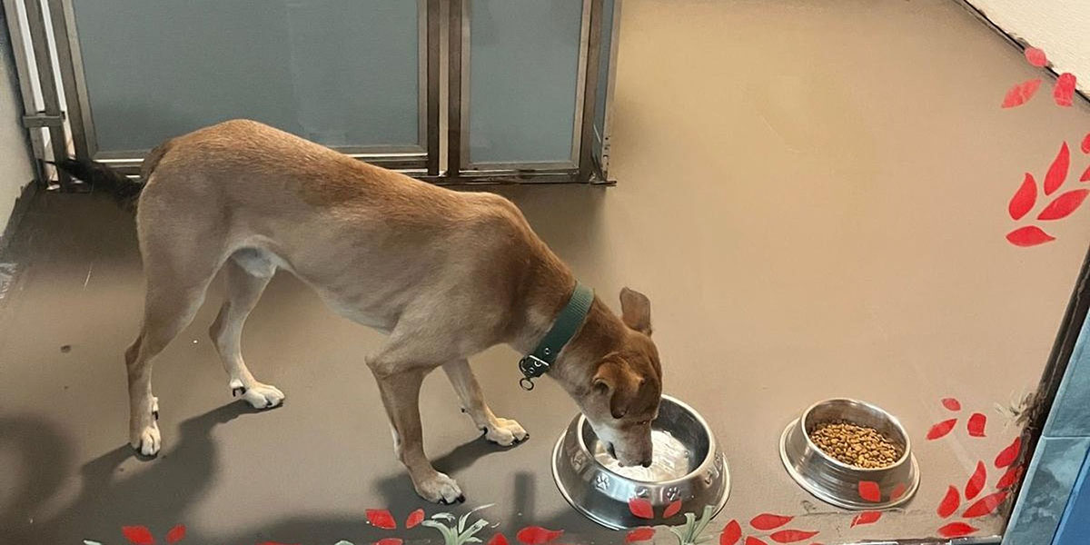 ‘सडकमा छाडिएको कुकुर अमेरिका पुग्यो’