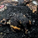 अज्ञात समूहले लगाएको आगलागीमा परेर जल्यो भैंसी, ११ क्विन्टल गहुँ पनि खरानी