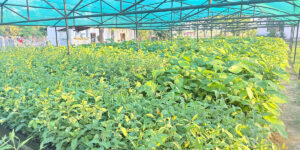 हरियाली बन्दै बाँके, बिरुवा वितरण र उत्पादनमा जोड