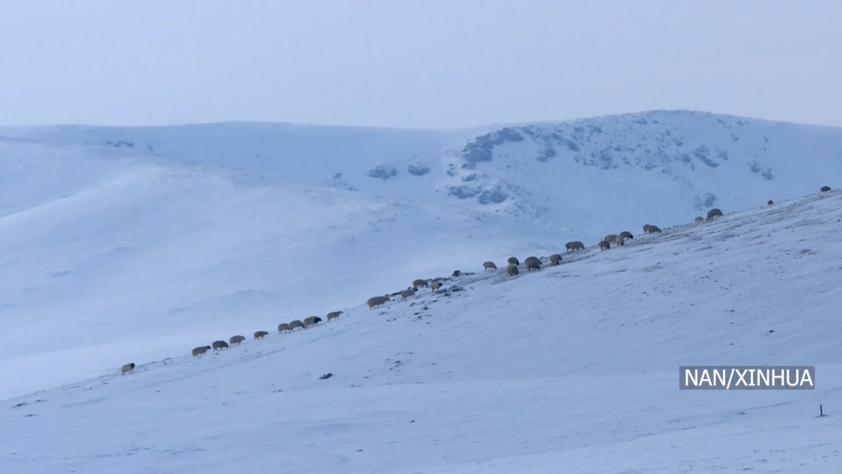 मङ्गोलियाको ९० प्रतिशत भूभाग हिउँले ढाकियो