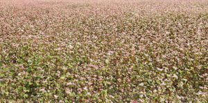 बाँझो जमिन उपयोग गरेर फलाइयो तिते फापर