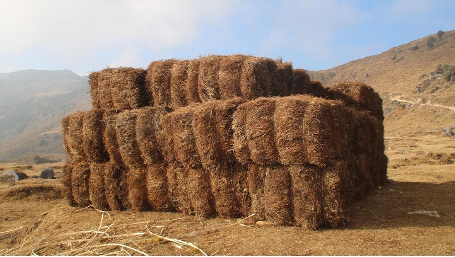 भाले चिराइतो