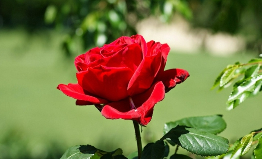 भ्यालेन्टाइन डेमा ७ करोडको गुलाफ बिक्री