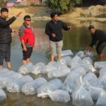 आँधी खोलामा छाडिए १२ हजार भुरा माछा