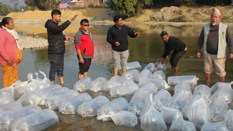 आँधी खोलामा छाडिए १२ हजार भुरा माछा