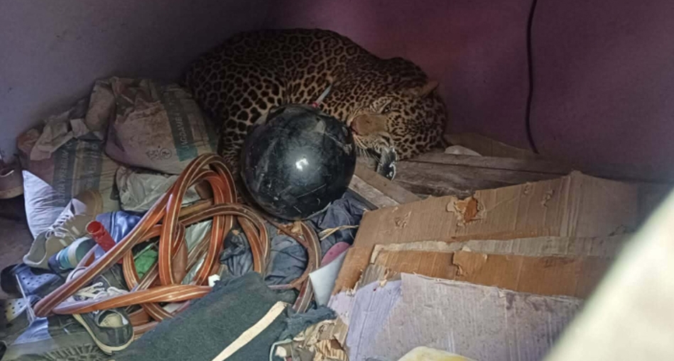 घरभित्र पसेको चितुवाको उद्धार