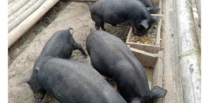 बङ्गुरमा ‘अफ्रिकन स्वाइनफिभर’