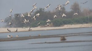 जाडो छल्न नेपाल आएका चरा फर्किन थाले हिमालपारि