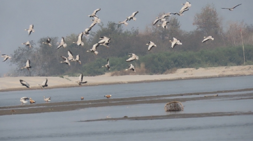 जाडो छल्न नेपाल आएका चरा फर्किन थाले हिमालपारि