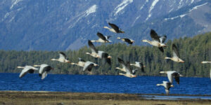 अतिक्रमण र प्रदुषणले सङ्कटमा सिमसार