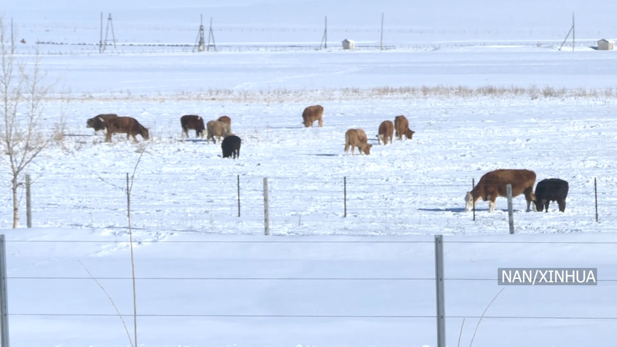 मङ्गोलियामा अत्यधिक चिसोका कारण २६ हजार ३ सय भन्दा बढी चौपायाको मृत्यु