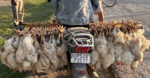 कुखुरामा इकोलाईको समस्या