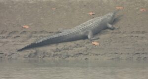 देवघाटमा देखियो घडियाल