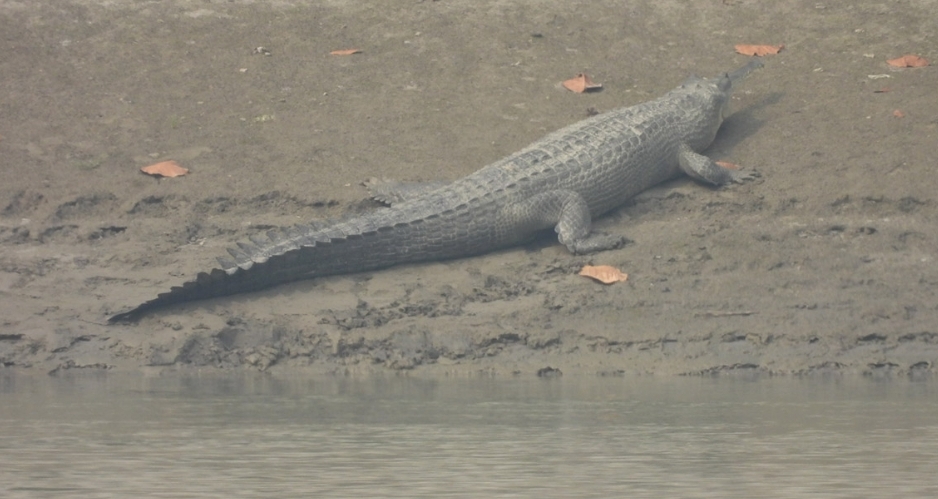देवघाटमा देखियो घडियाल