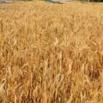 गहुँको समर्थन मूल्य तोक्न उद्योग मन्त्रालयसमक्ष कृषिको प्रस्ताव