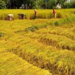 किसानलाई माटो परीक्षण गर्न कृषि विभागकोआह्वान