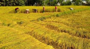 किसानलाई माटो परीक्षण गर्न कृषि विभागकोआह्वान