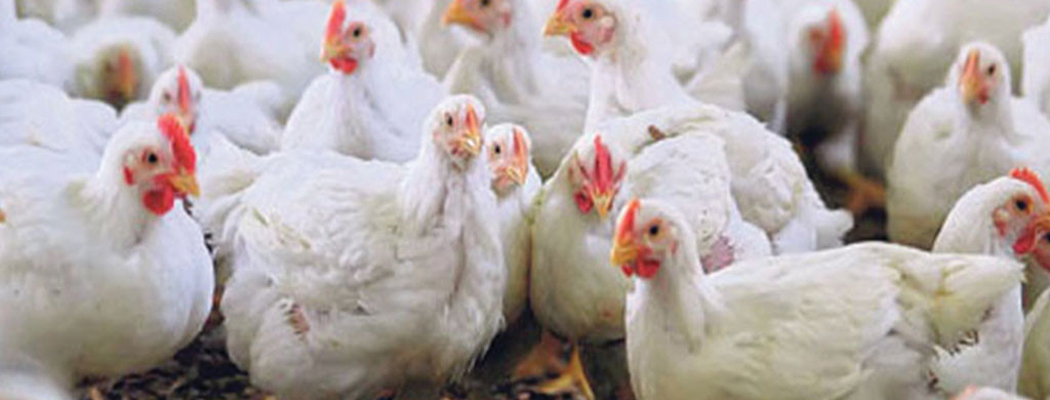 ४ जिल्लाका २३ फार्ममा बर्डफ्लु